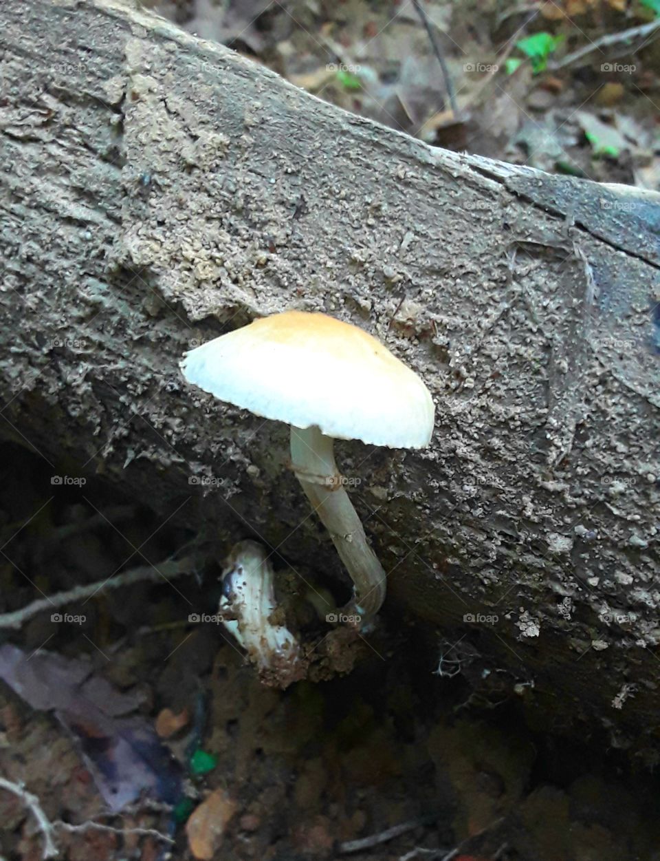 Random Mushroom