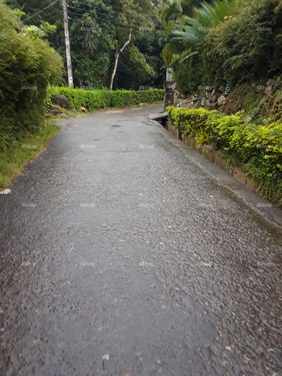 road, The road that was light in the day time just melted into the lighting of the morning.