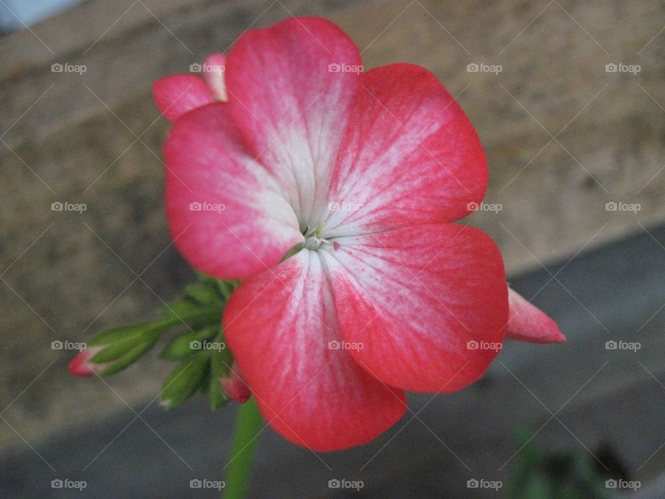 Geranium. Macro shot of a flower. Red geranium flower.