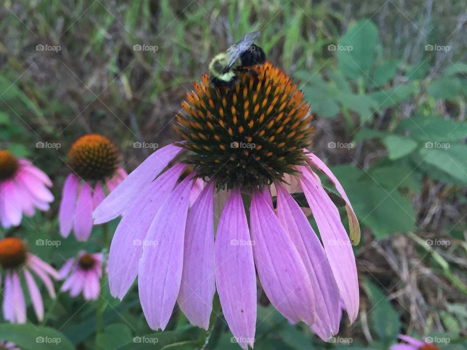 Coneflower and bee