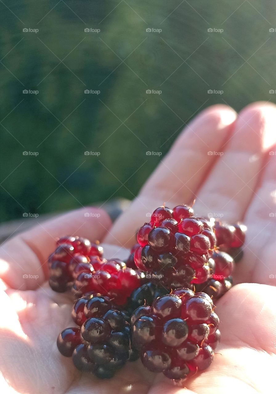 berries in the hand, love earth