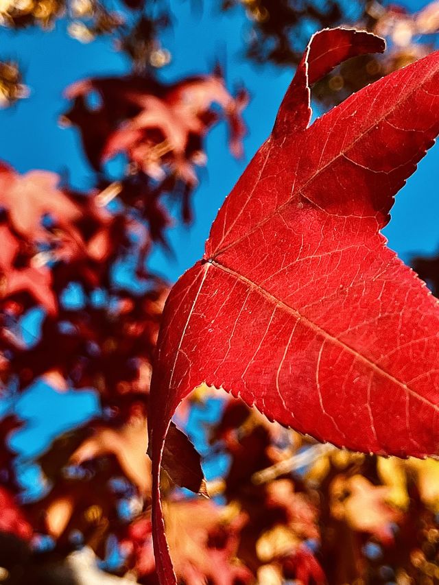 Red Maple Tree