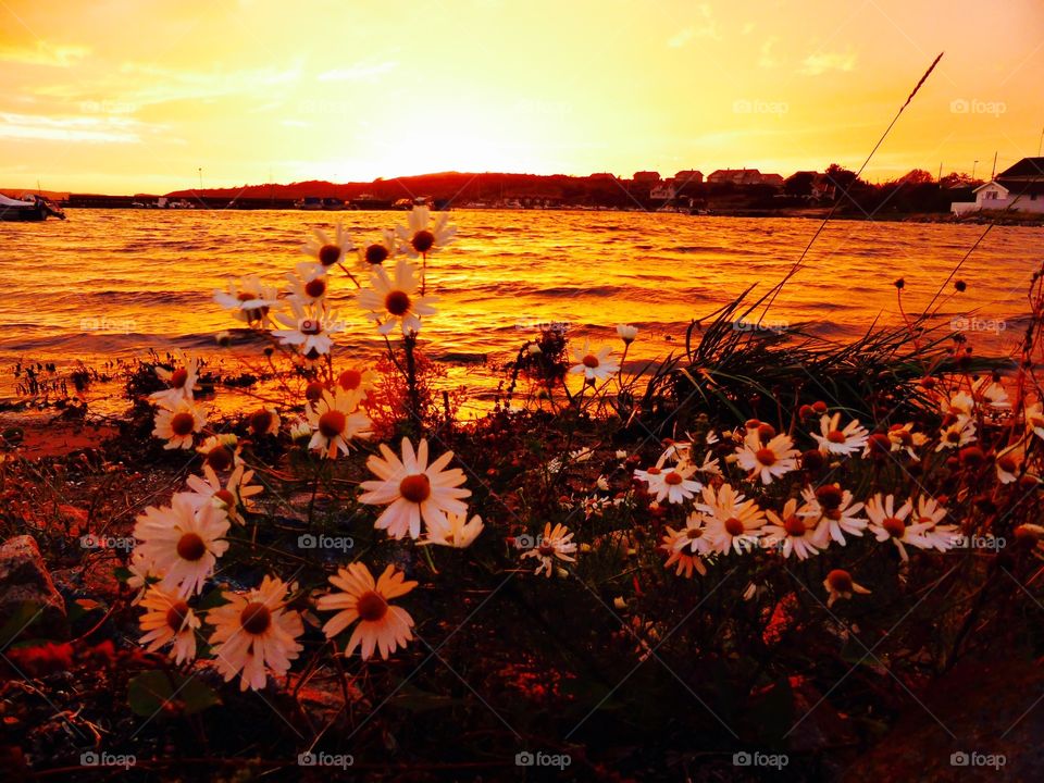 Daisies in Sunset. Daisies in Sunset