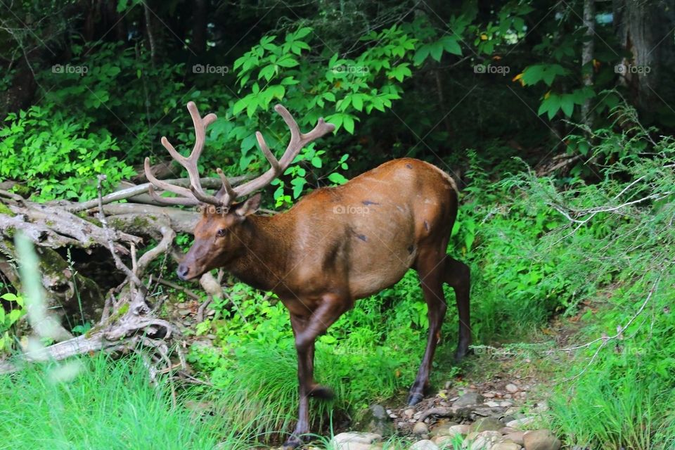 Elk in the Woods 