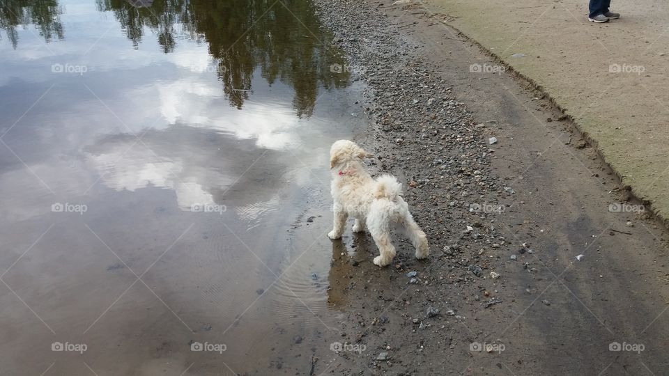 puppy at the lake
