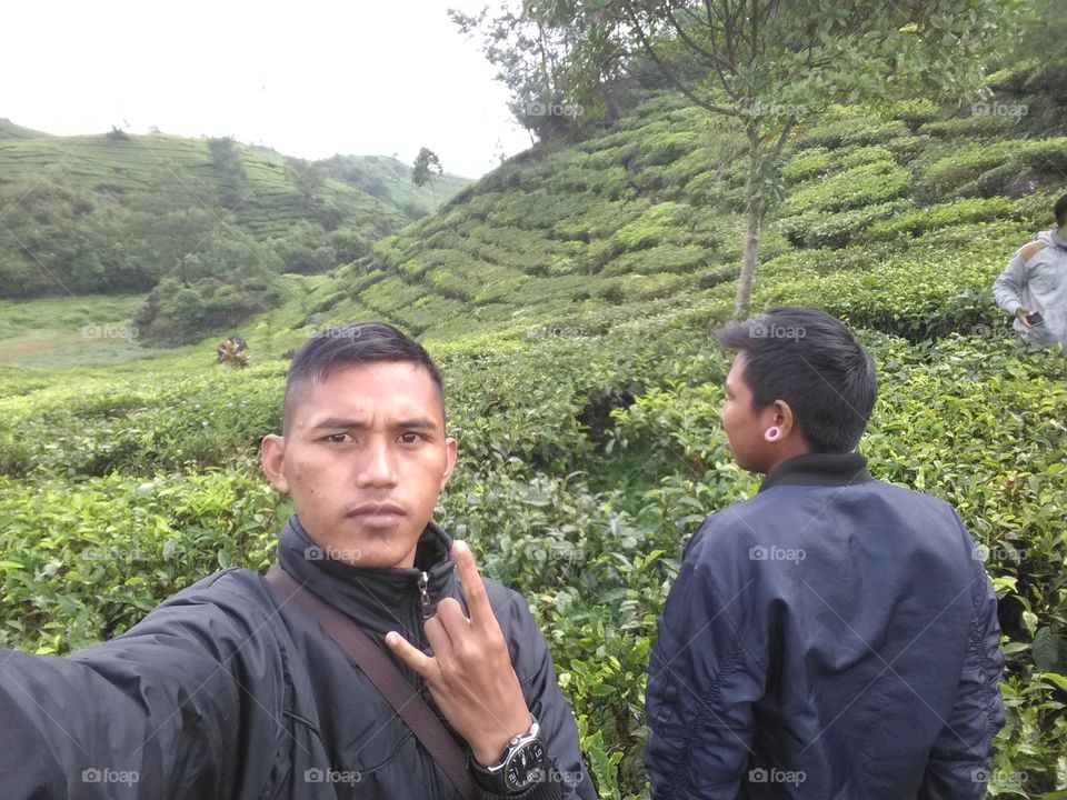 tea farm, xiwidey