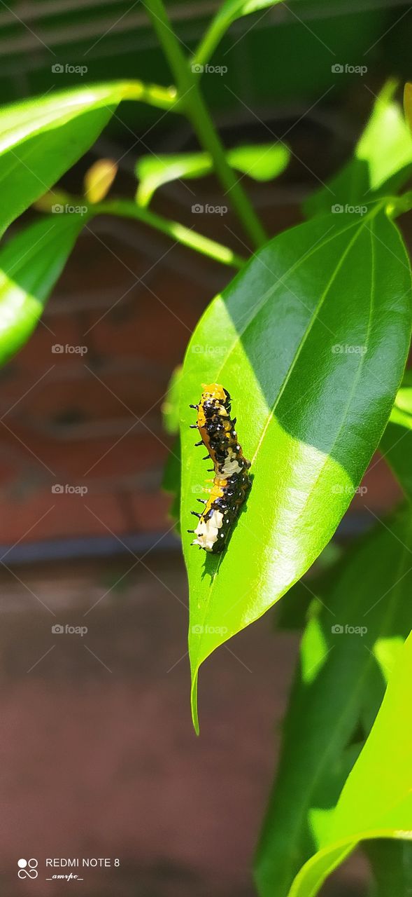 My definition of pets include caterpillars too! You've to experience all the emotions that I go through too. These butterflies lay eggs on my cinnamon shrub and the small caterpillars feed themselves to become big and finally fly away;