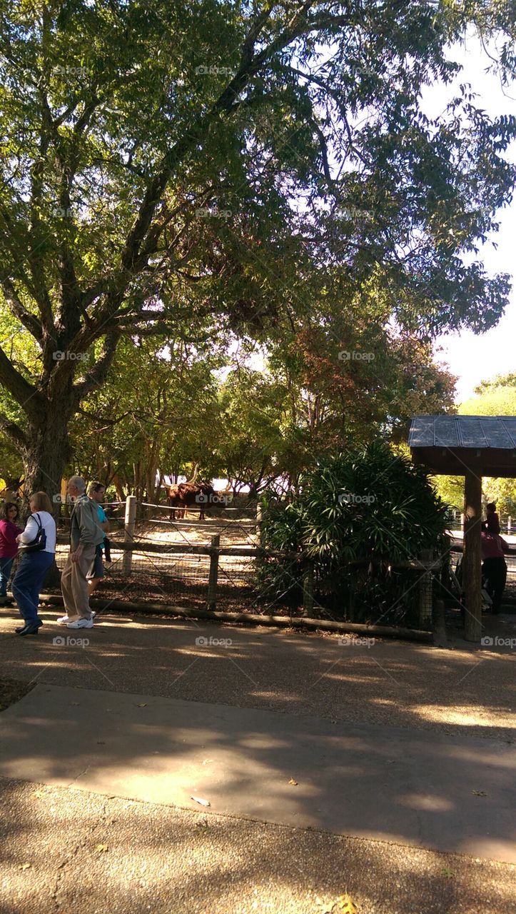 Tree, Landscape, No Person, Road, Park