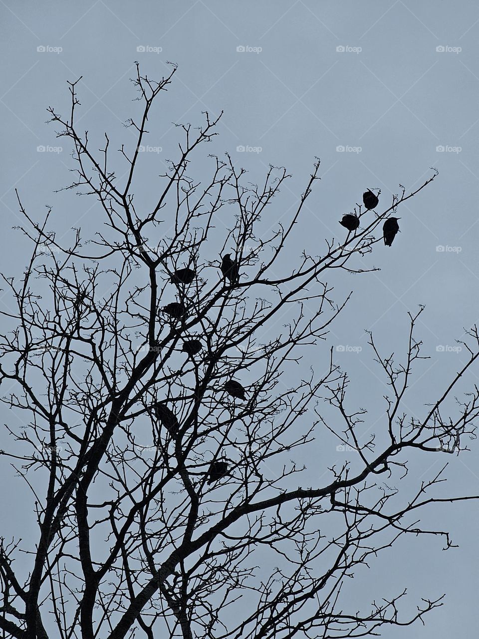 "Silent conversations among the branches. 🌿🐦"