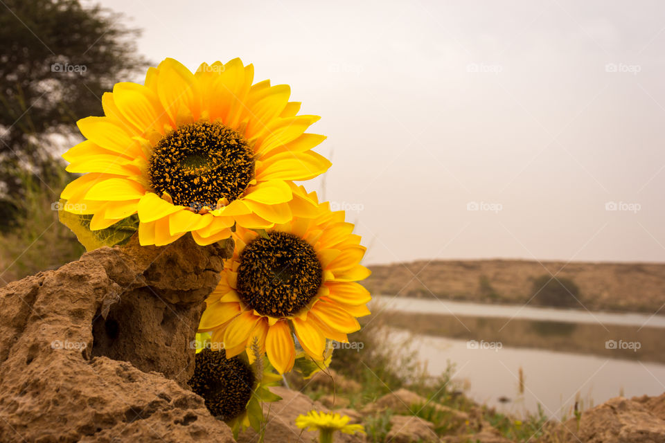 the shy sunflowers.......