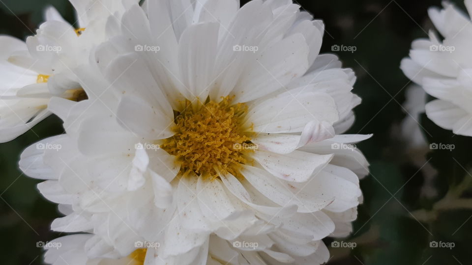 Natural flower at my garden