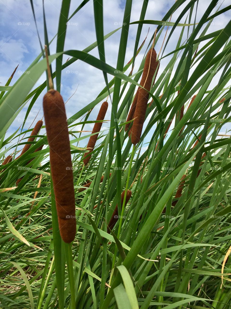 Cattails 