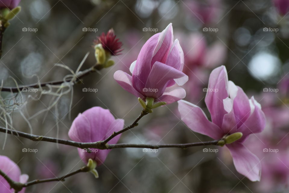 For the Love of Blooms