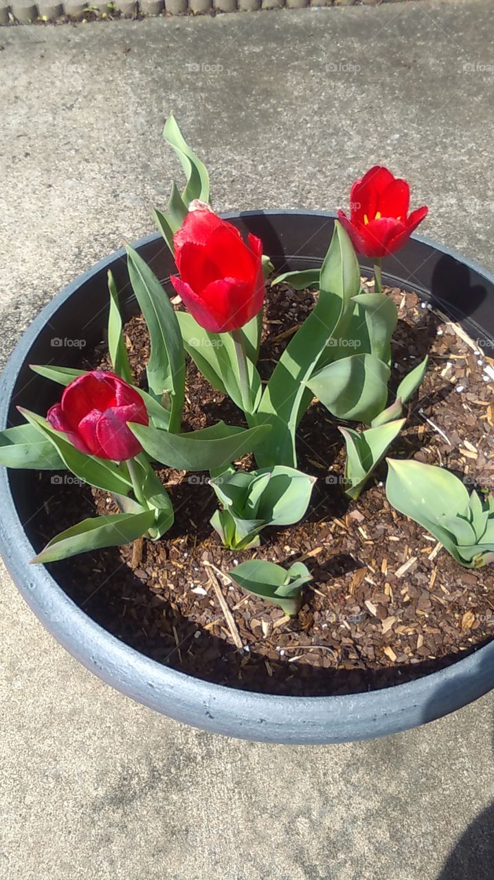 Tulips