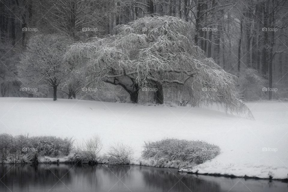 Snow Landscape