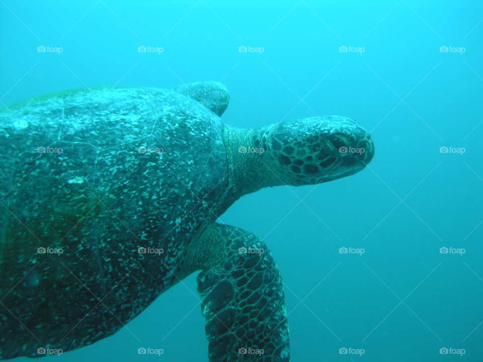 swimming turtle diving by izabela.cib
