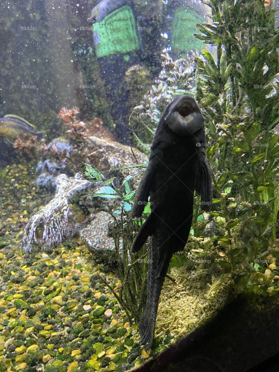 Plectostomus (suckermouth catfish) cleaning the fish tank