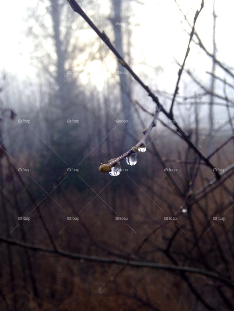 Close-up of wet twig