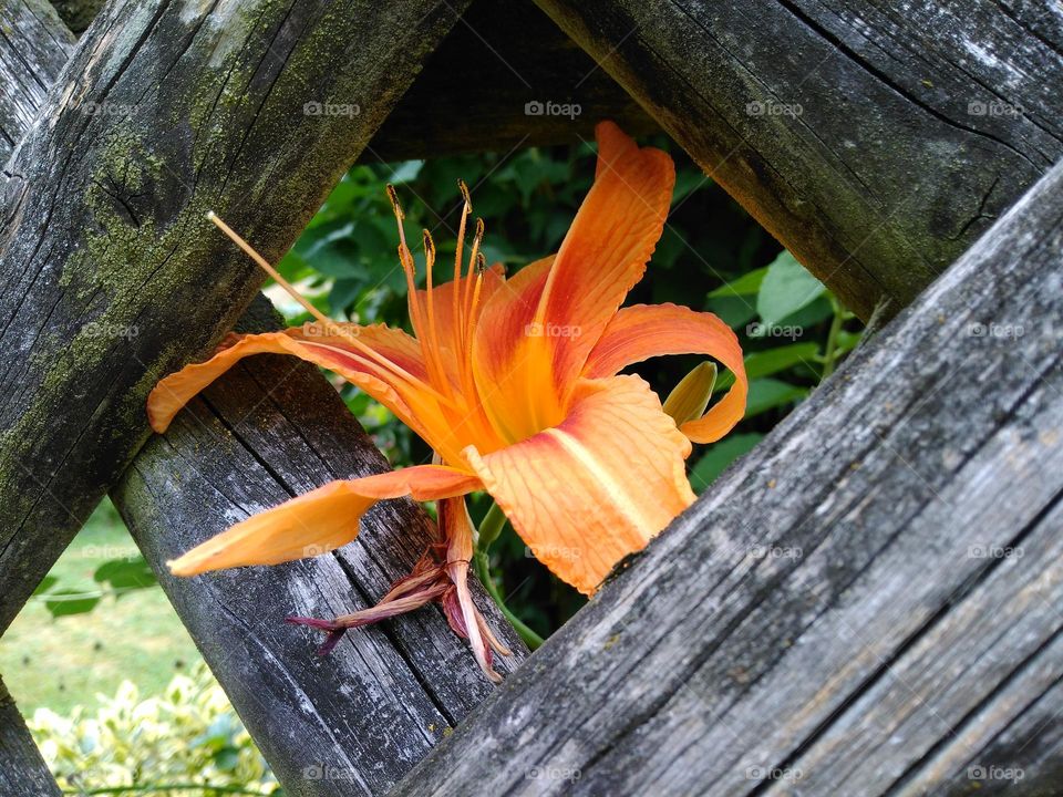 Blooming Lily between wooden parts of the fence