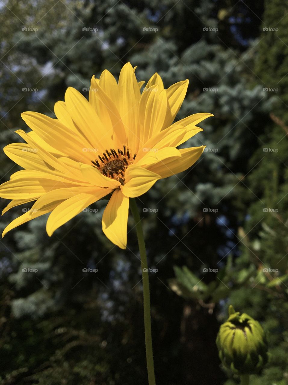 Bright yellow flower blooming with autumnal sun