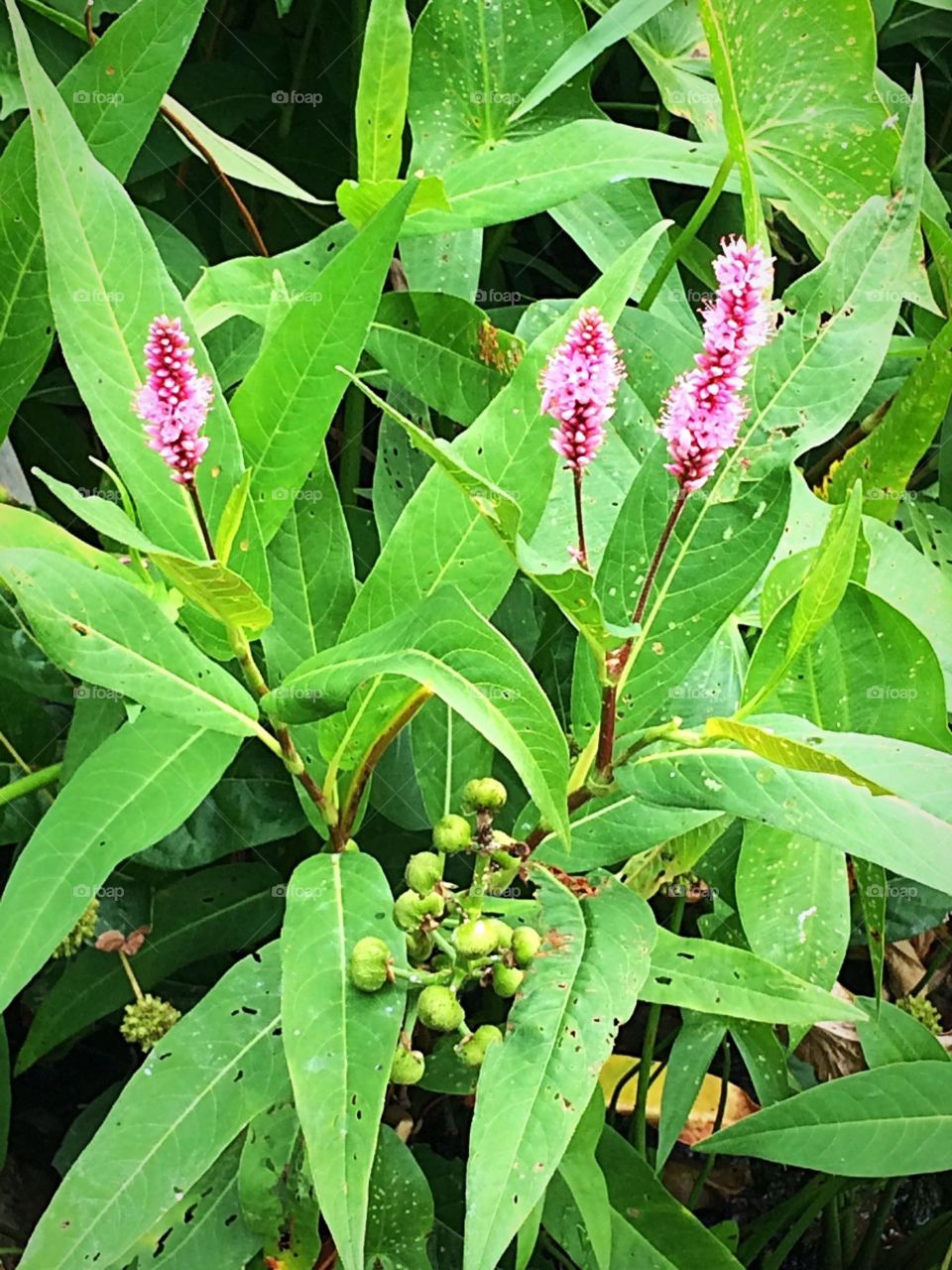 Smart Weed plant