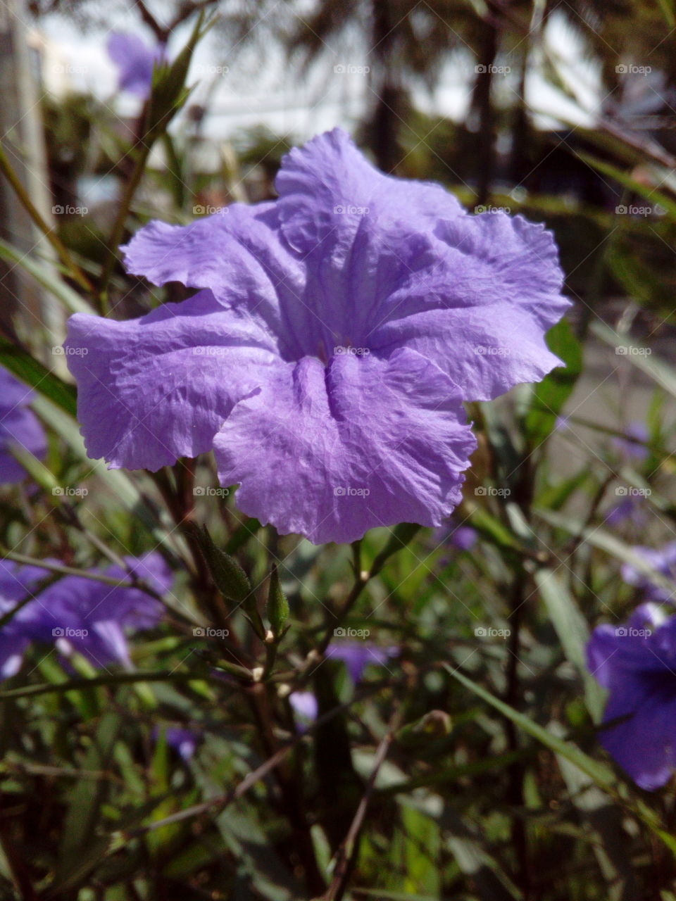 Purple flower in full bloom