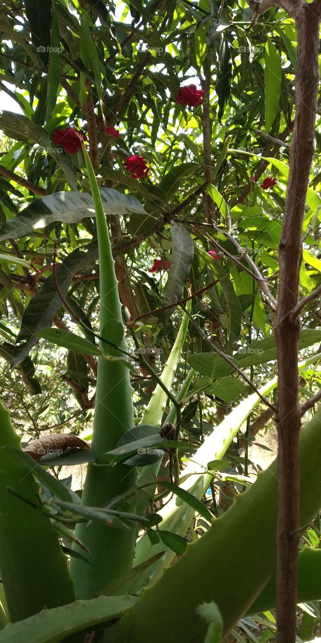 aleovera plants & red roses