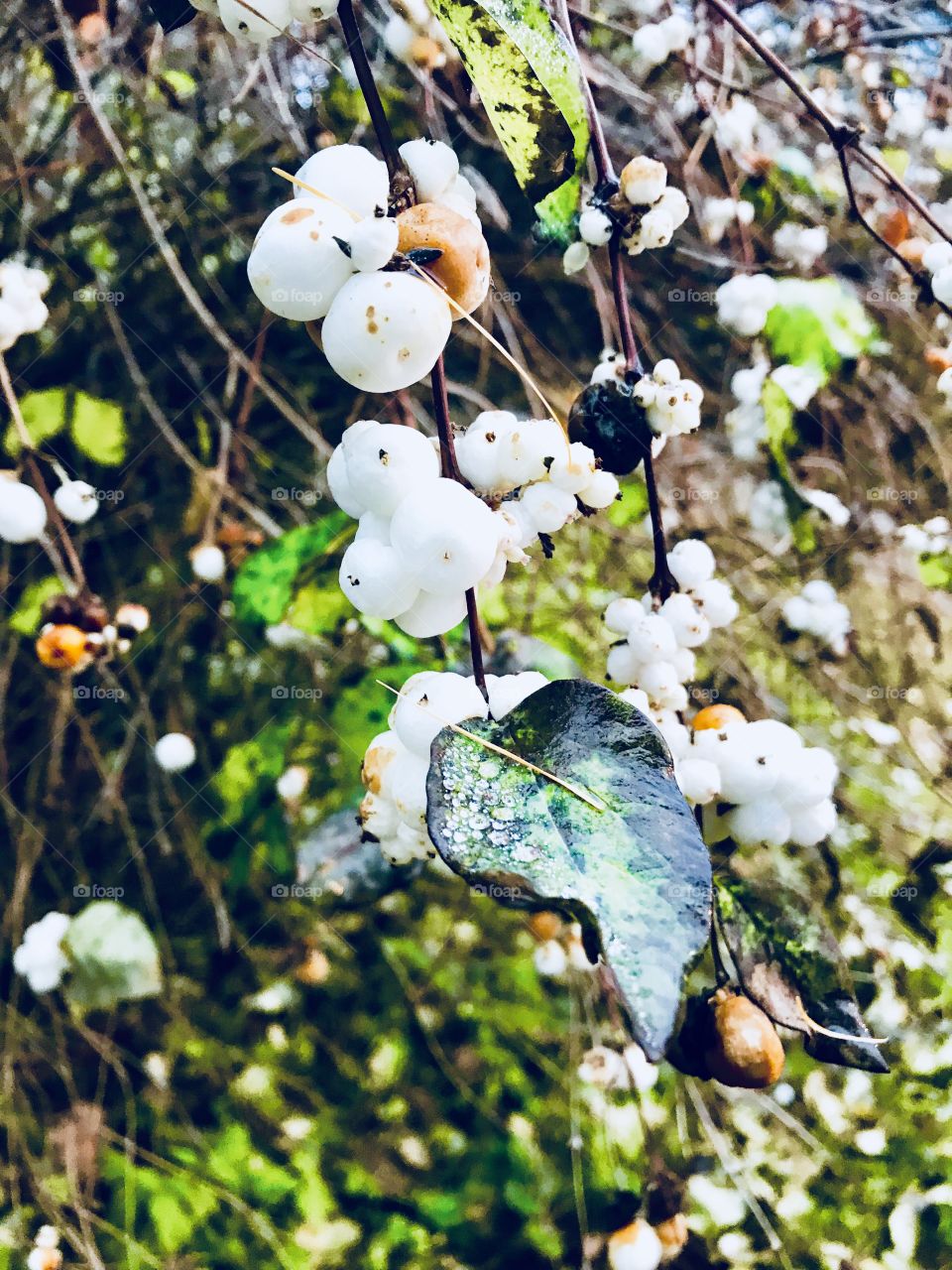 White winter berries 