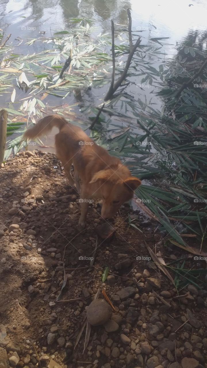 Dog n the river bay