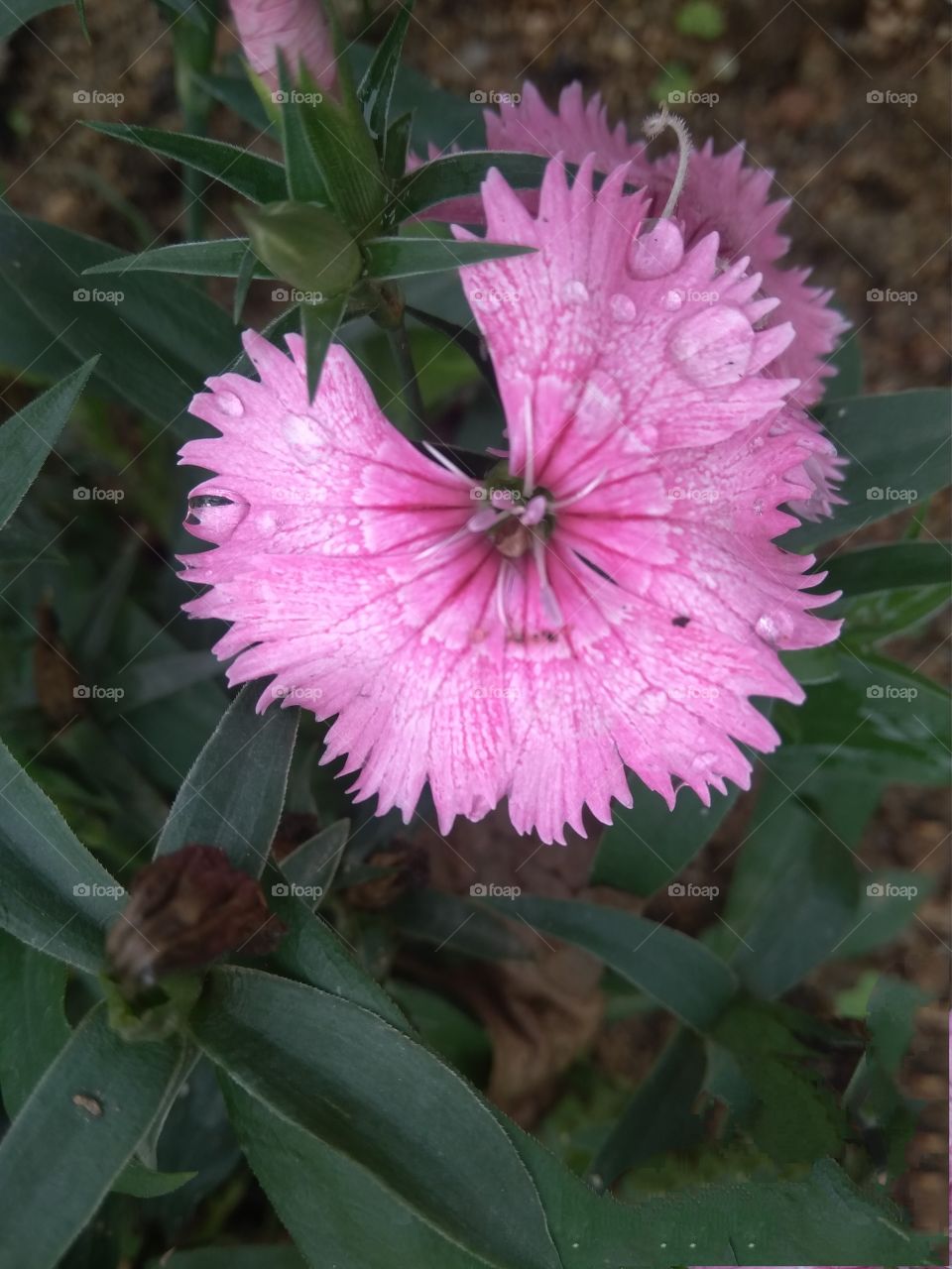 flower : the colour of nature