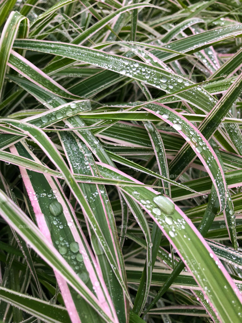 Садовая трава