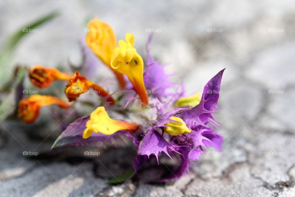 Close-up of dry flower