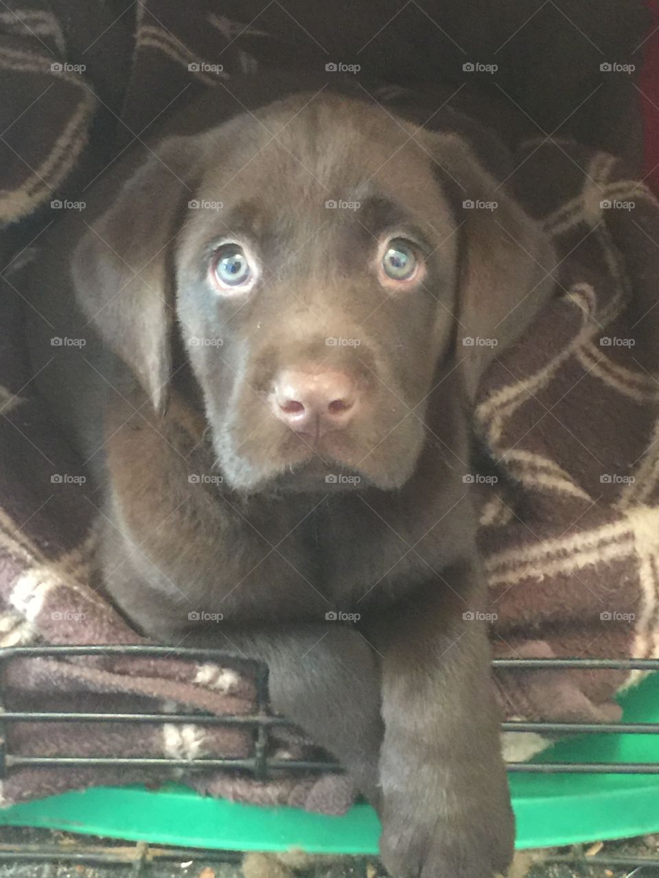 Chocolate Lab puppy 