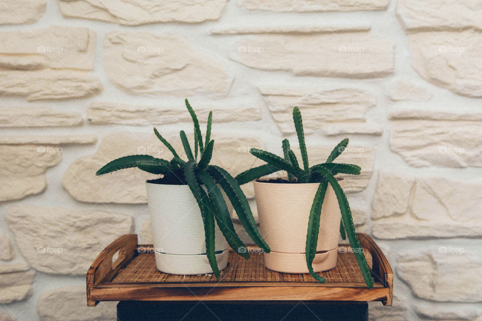 Close-up of potted plant