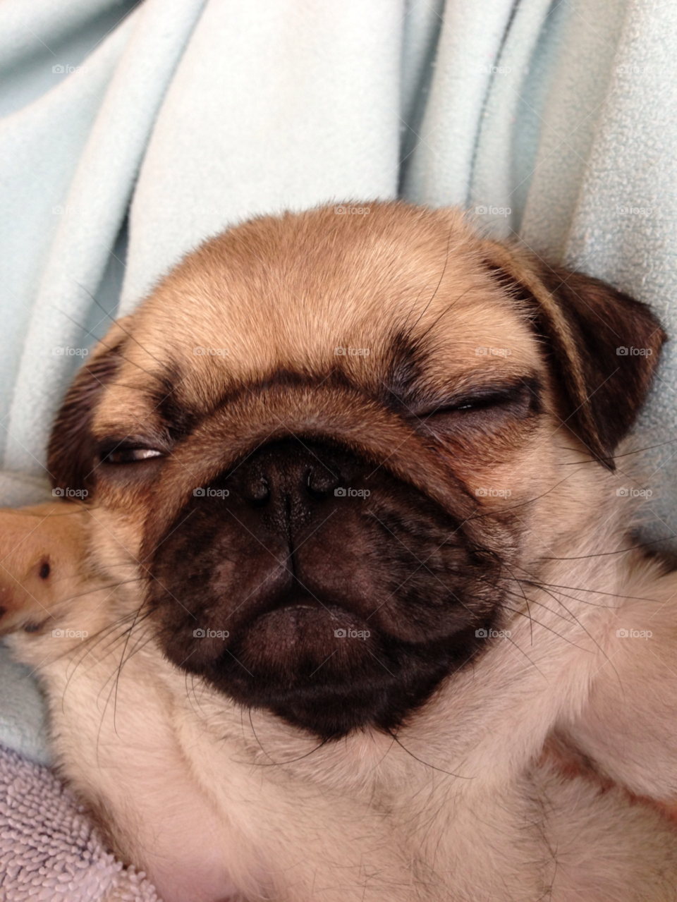 sleeping puppy pug dog by melody