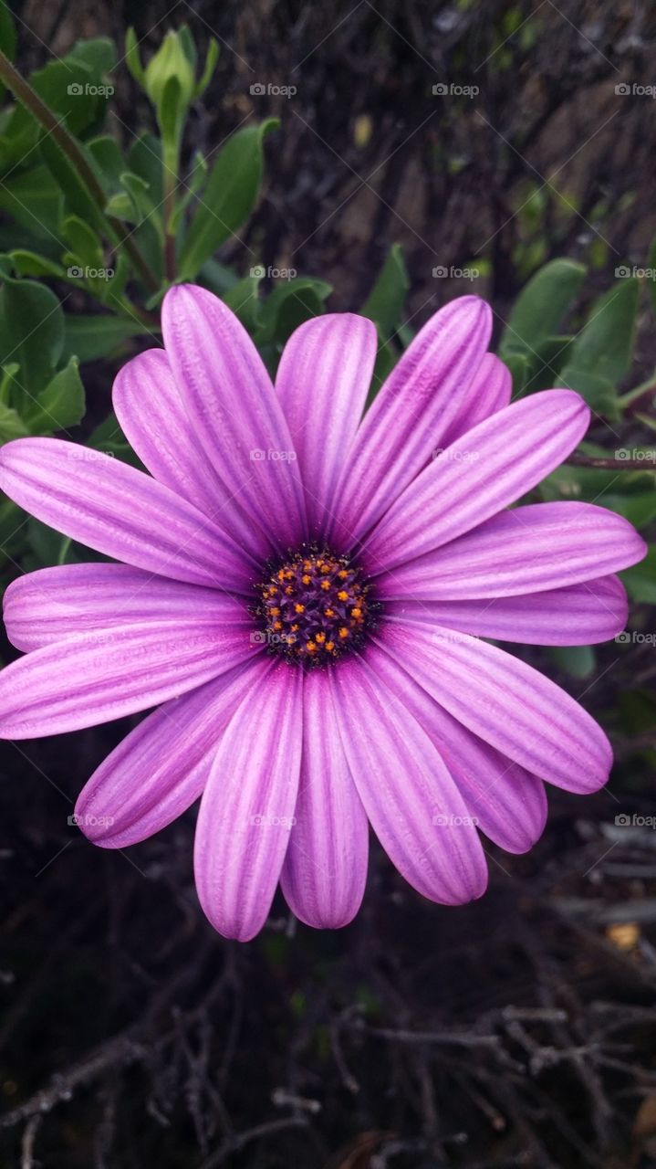 purple daisy in the prime of life