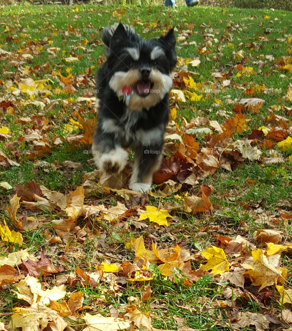 cute dog running in fall leaves