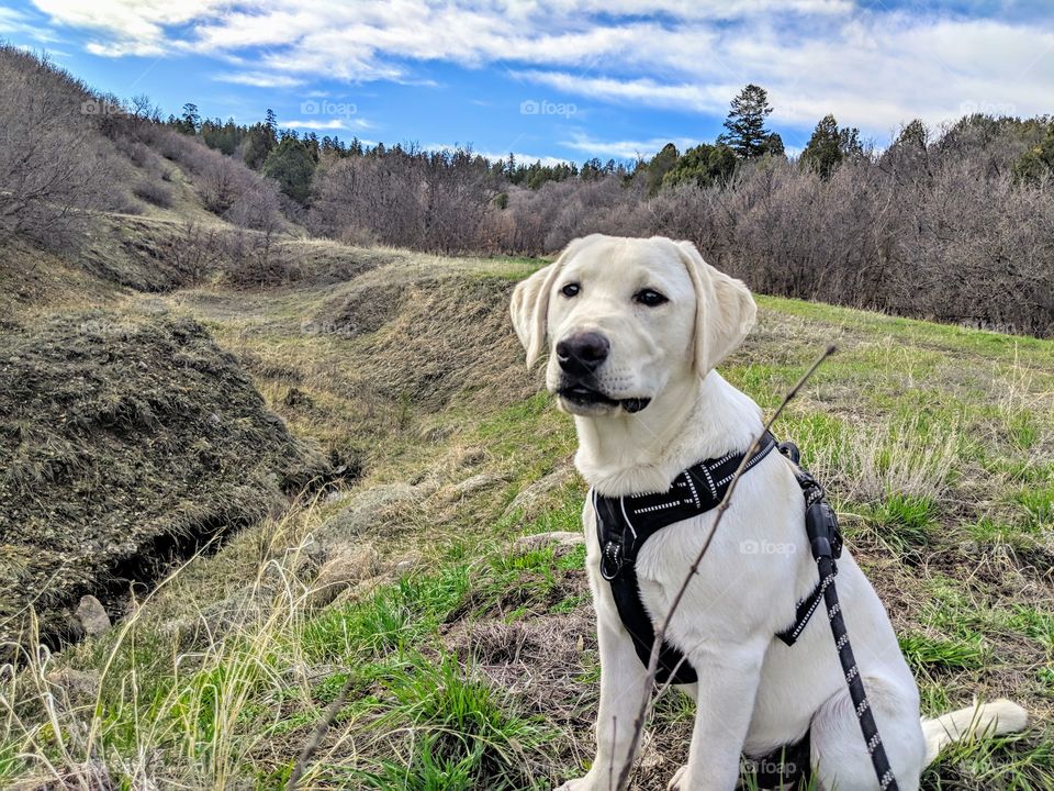 Duke the lab on a hike