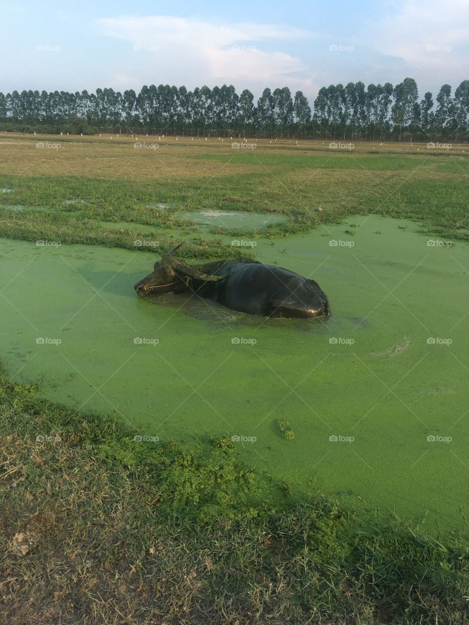 A water buffalo in Cambodia 
