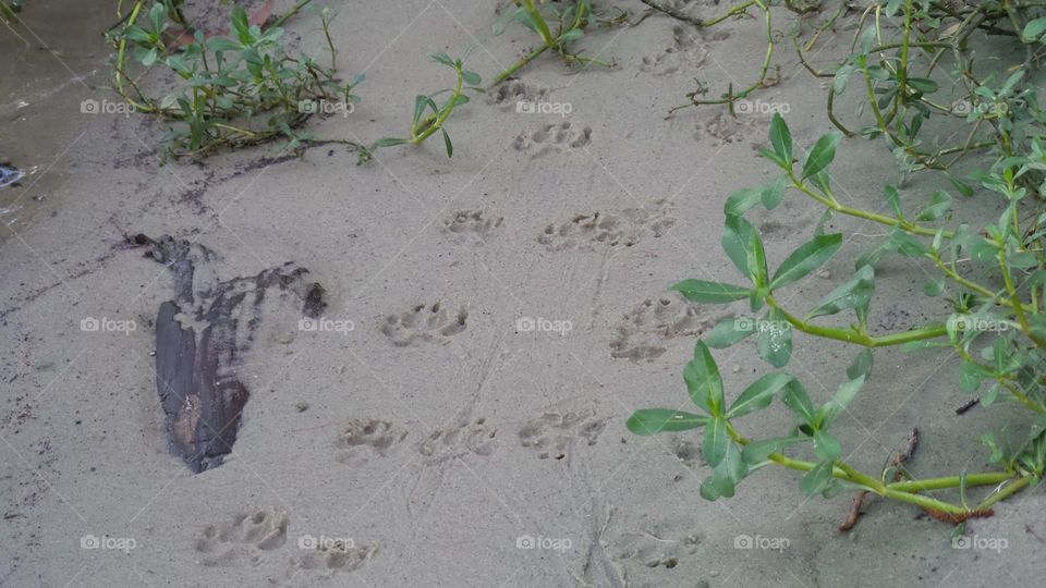 Paw prints of my life