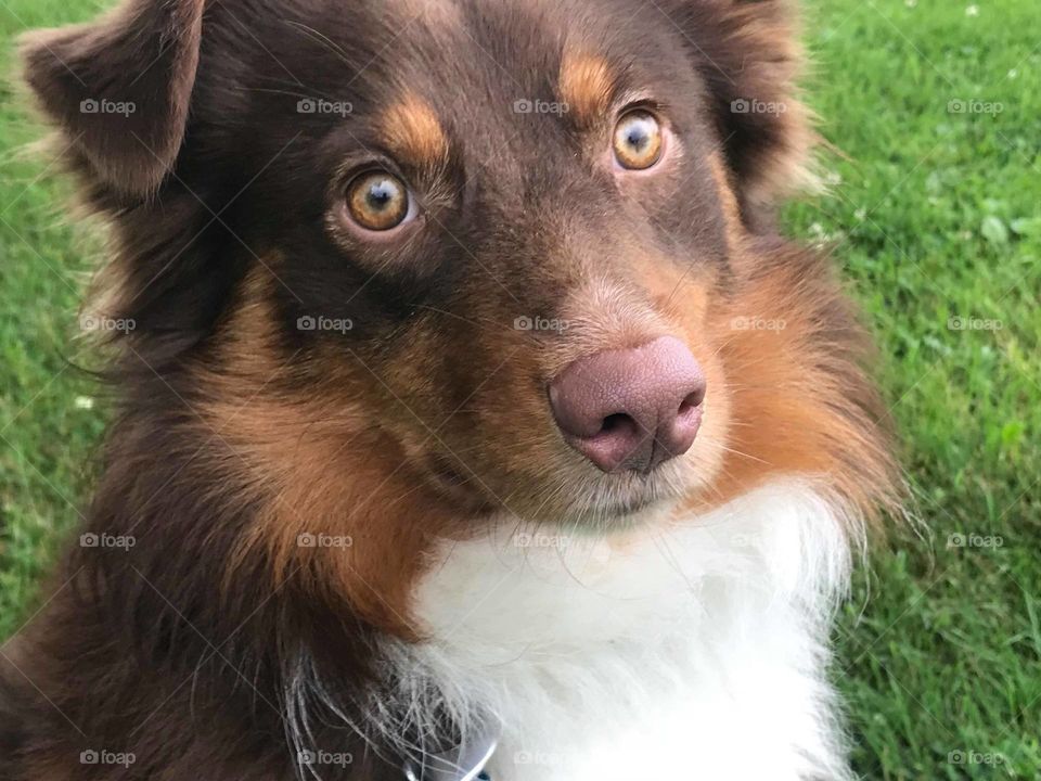 Australian Shepherd, @daily_jax