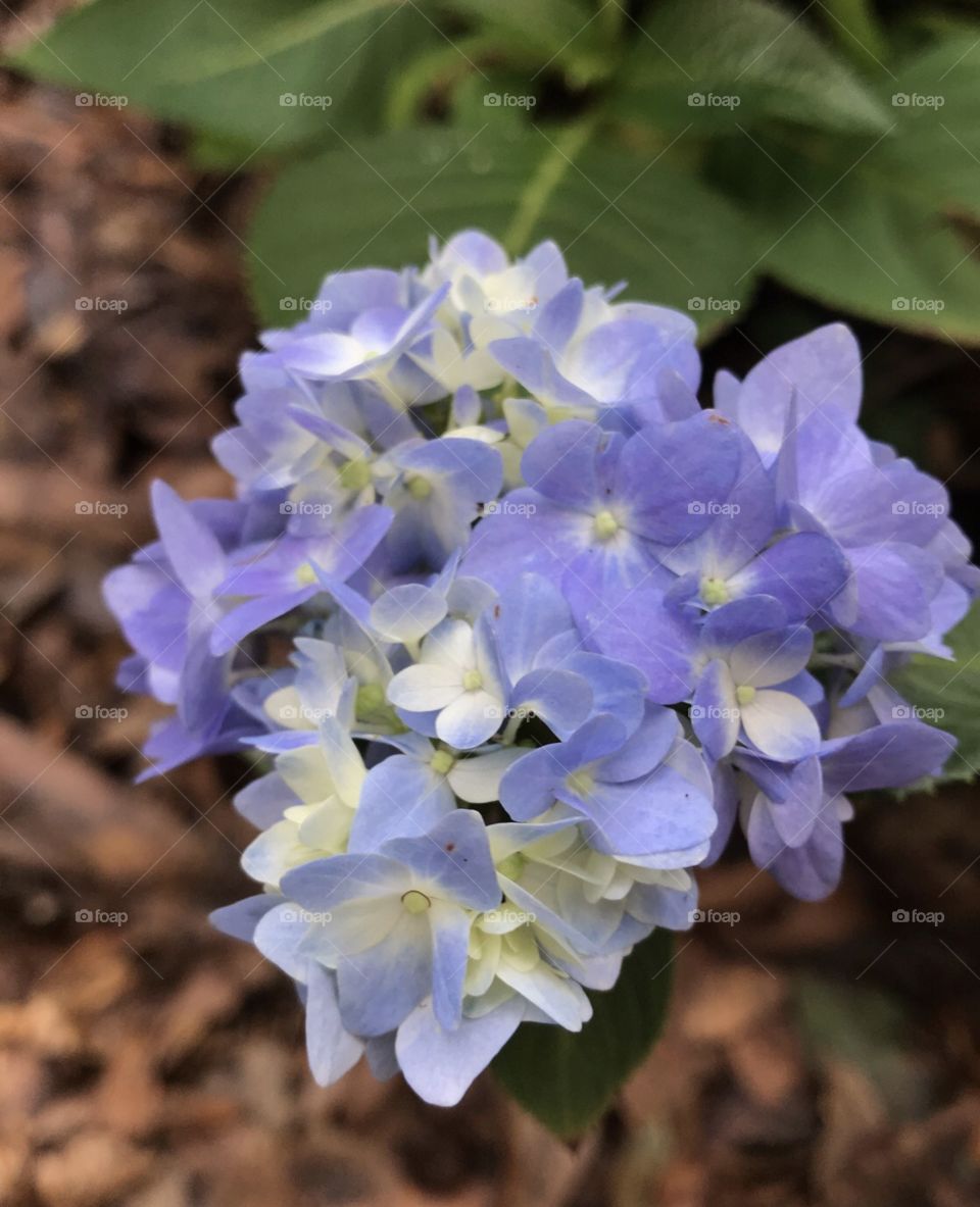 South Georgia Hydrangea plant