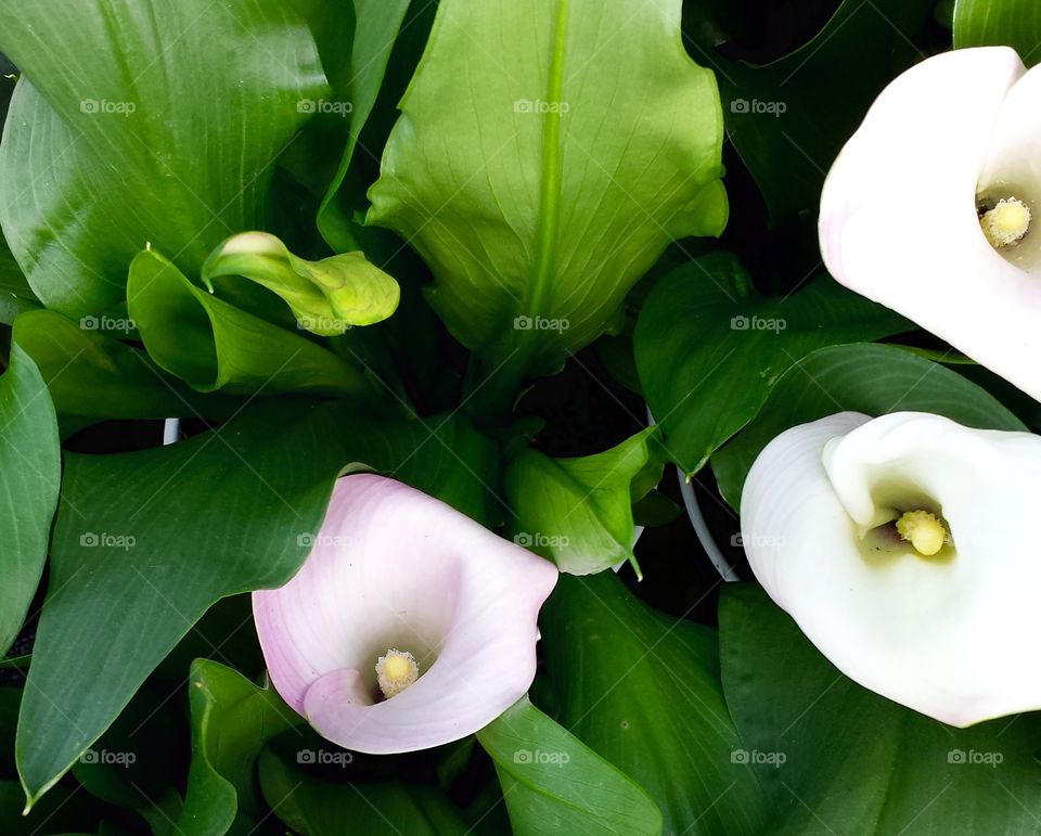 Flowers. White