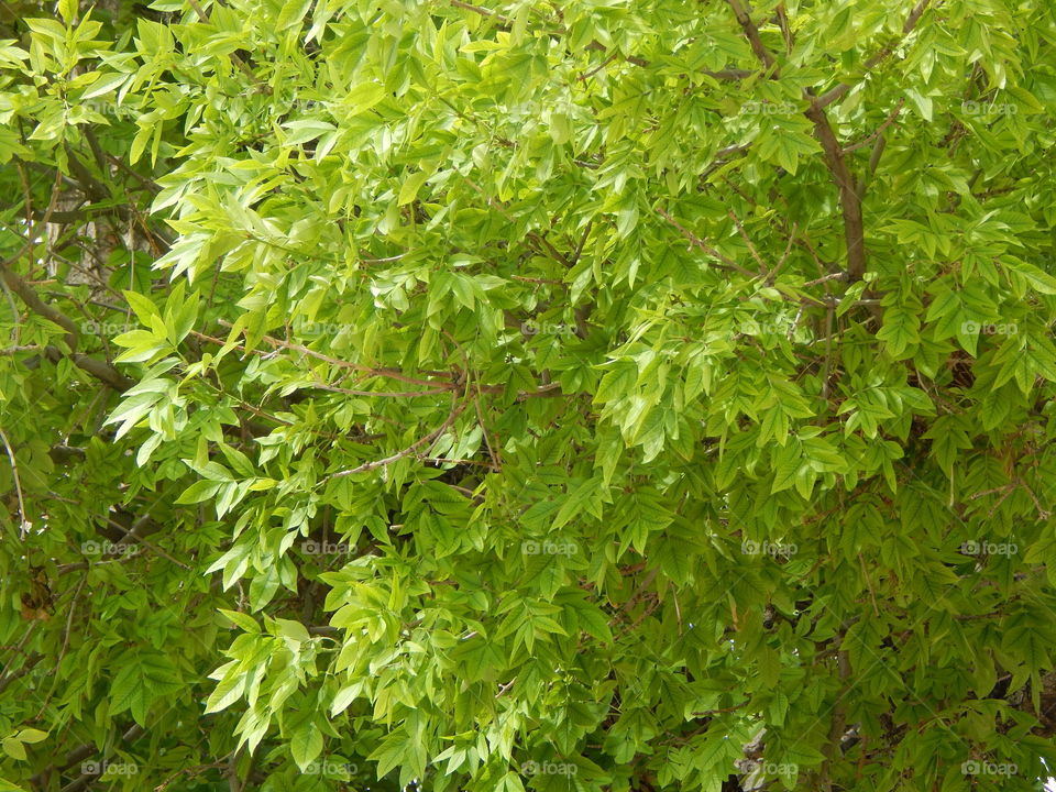Green Leaves - Summer Tree