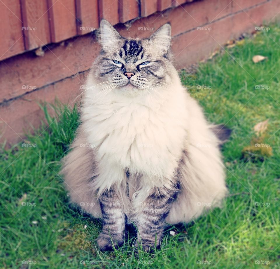 fluffy longhaired cat