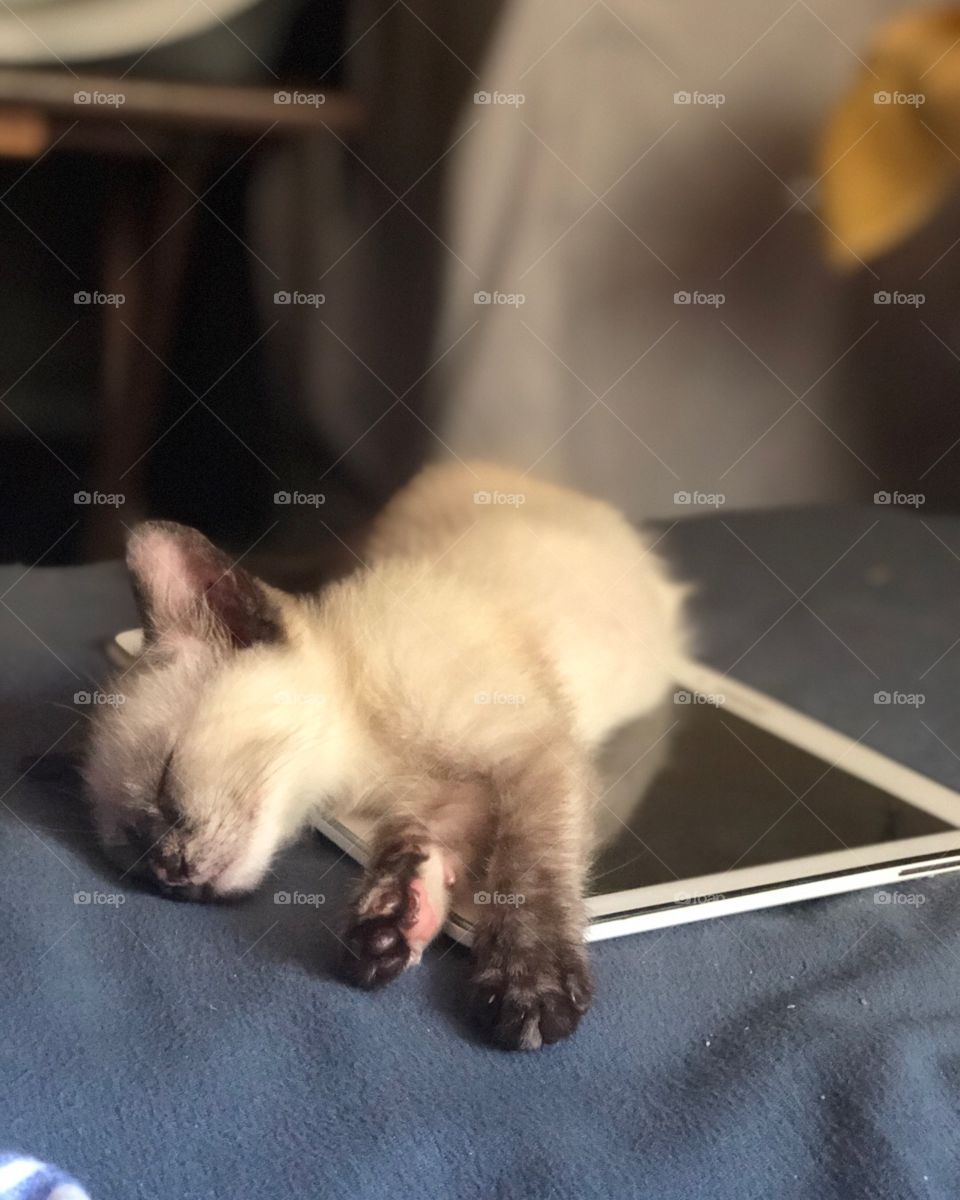 Kittens and electronics these days 