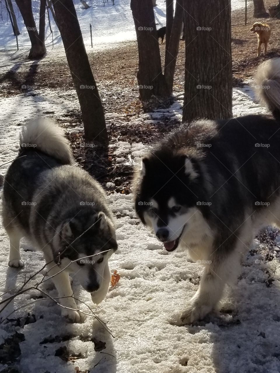 What a beautiful pair.