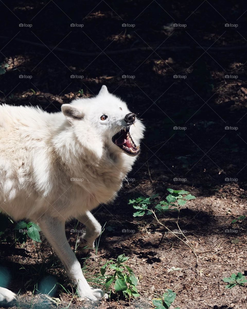 Arctic wolf