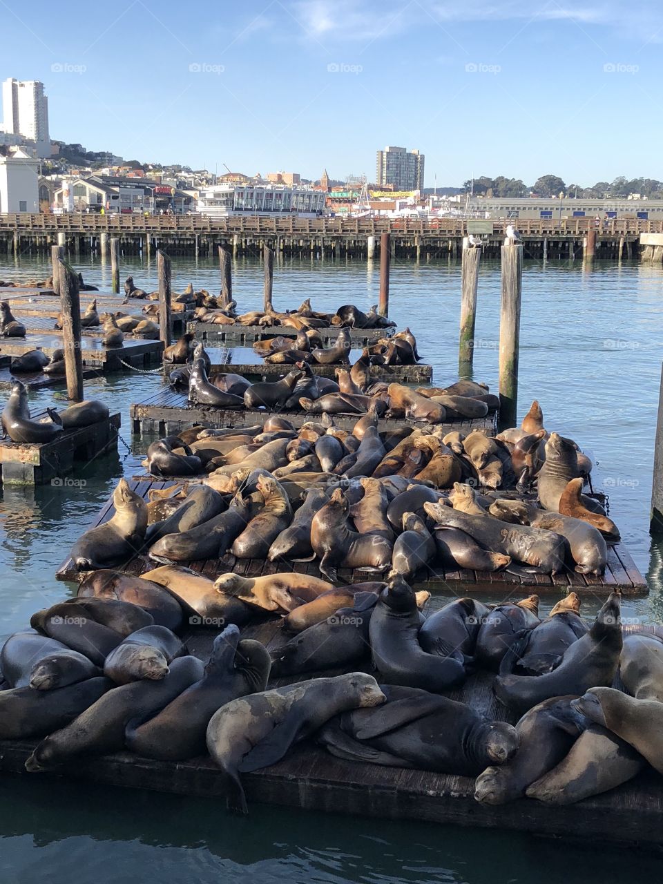 Pier 39 
