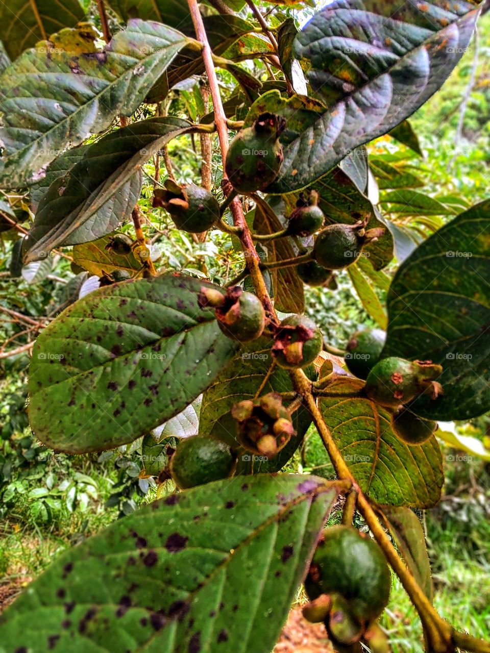 araçá a fruit similar to guava.